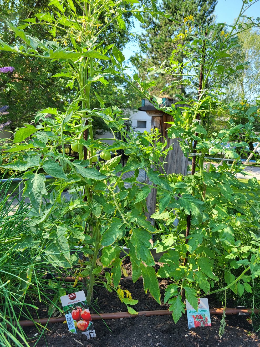 Tomatenpflanzen