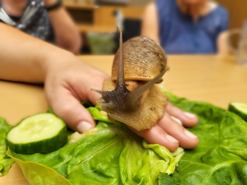 Die Schnecke Speedy auf Erkundungstour.