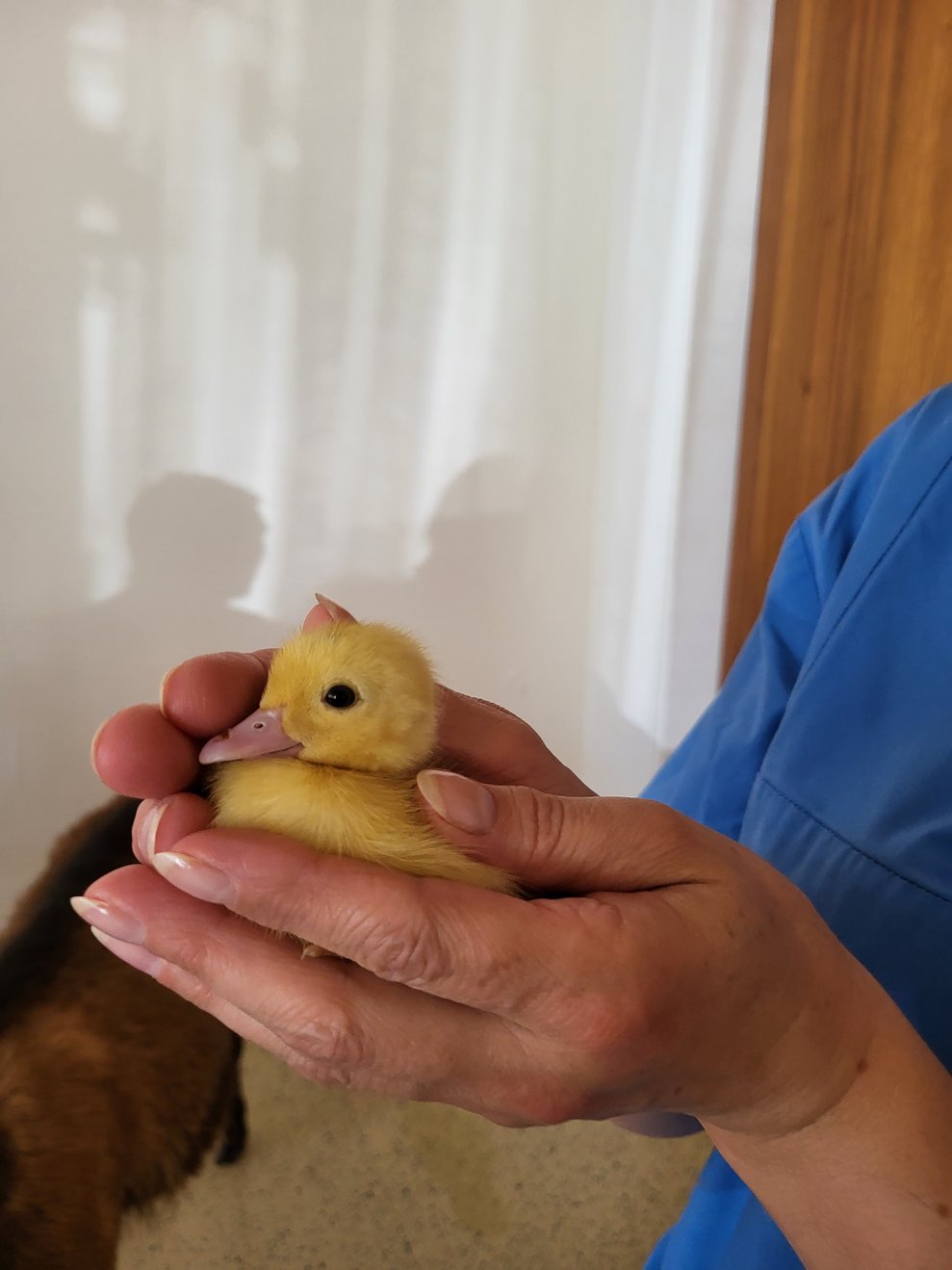 Die kleinen Enten-Küken fühlten sich in unseren warmen Händen wohl.