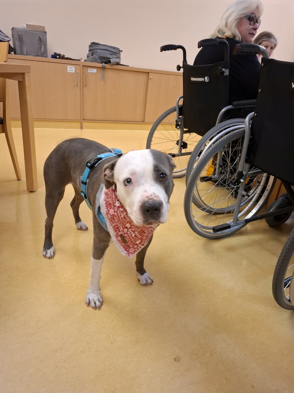 Mia unsere Therapiehündin.