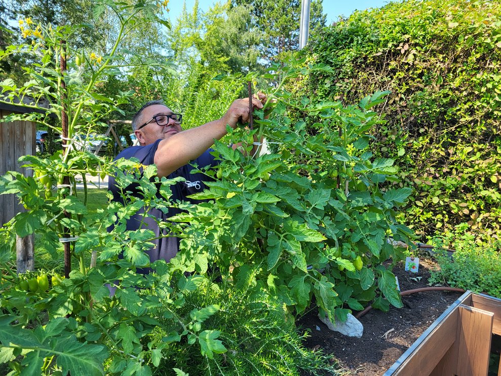 Unser Haustechniker Johann beim ausgeizen der Tomatenstaude, die richtige Pflege ist das um und auf!