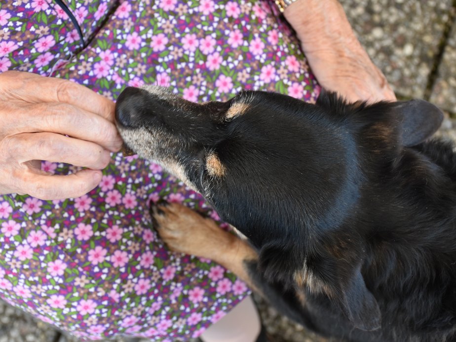 Ein Hund.