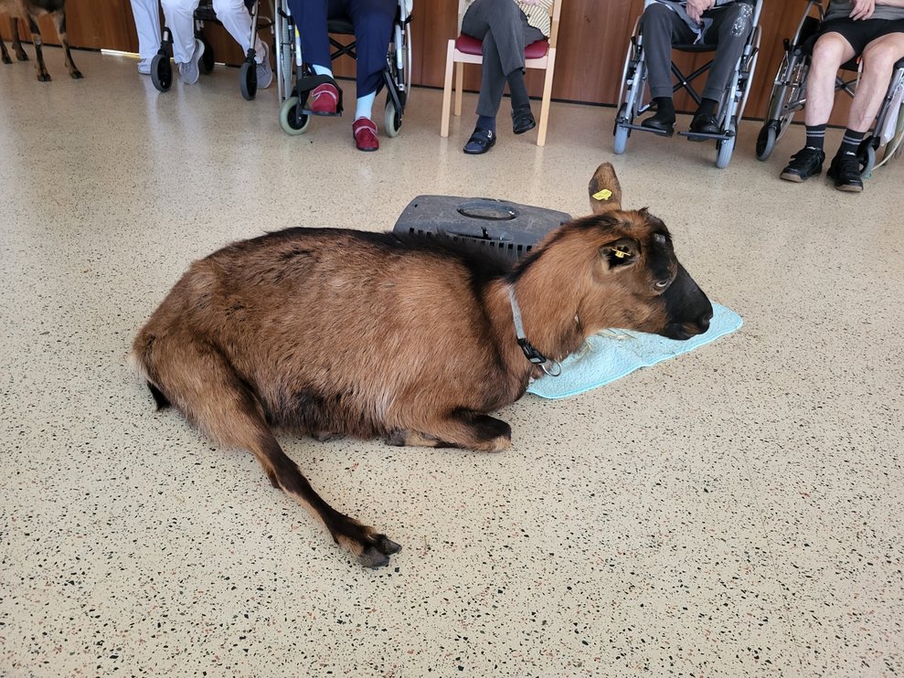 Die Tiere fühlten sich sichtlich wohl bei uns.
