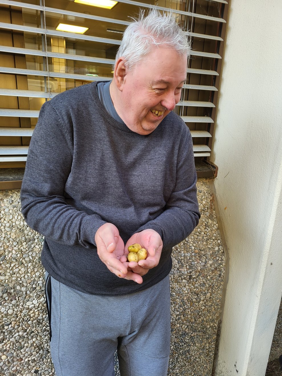 Die Babykartoffeln werden auch eingesammelt und danach zu Quetschkartoffeln verarbeitet. 