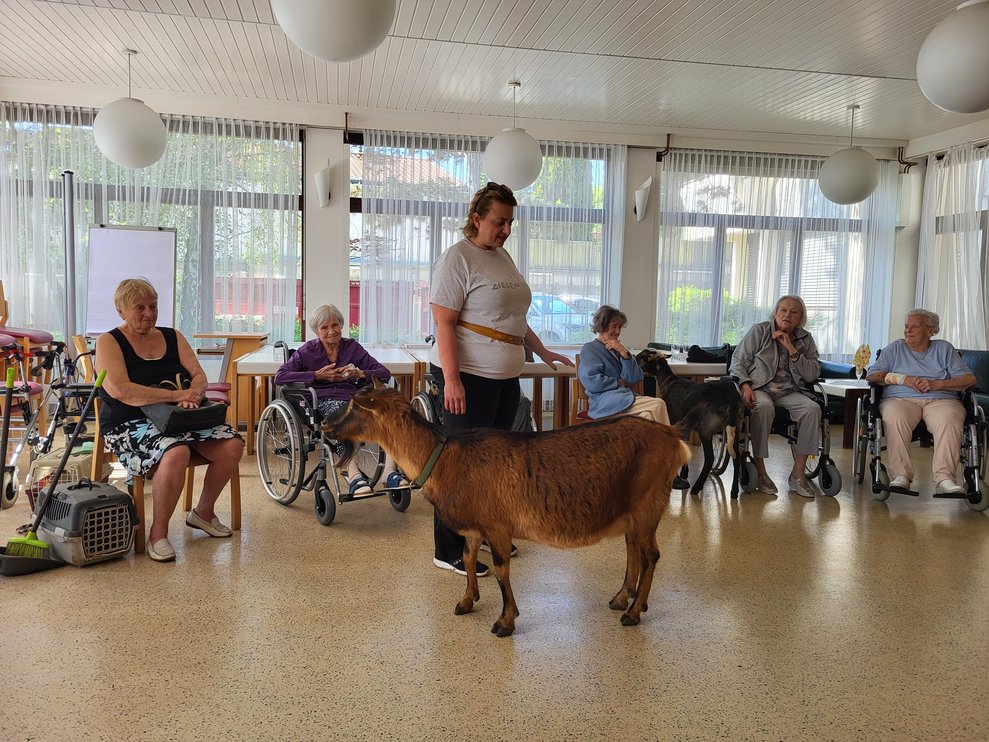Zwei Ziegen und ein Schaf vervollständigte die Tiergruppe.