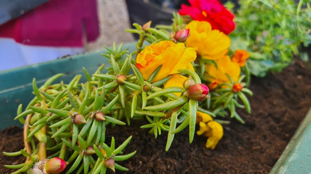 Die ersten Blüten.